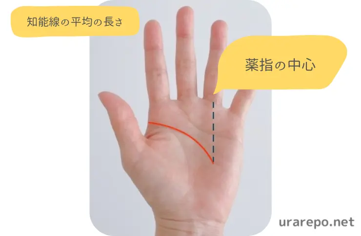 知能線の長さの基準