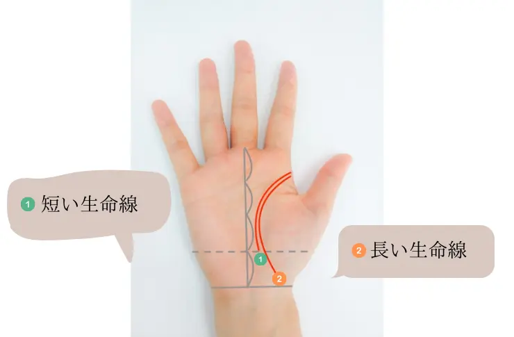 短い生命線と長い生命線の基準